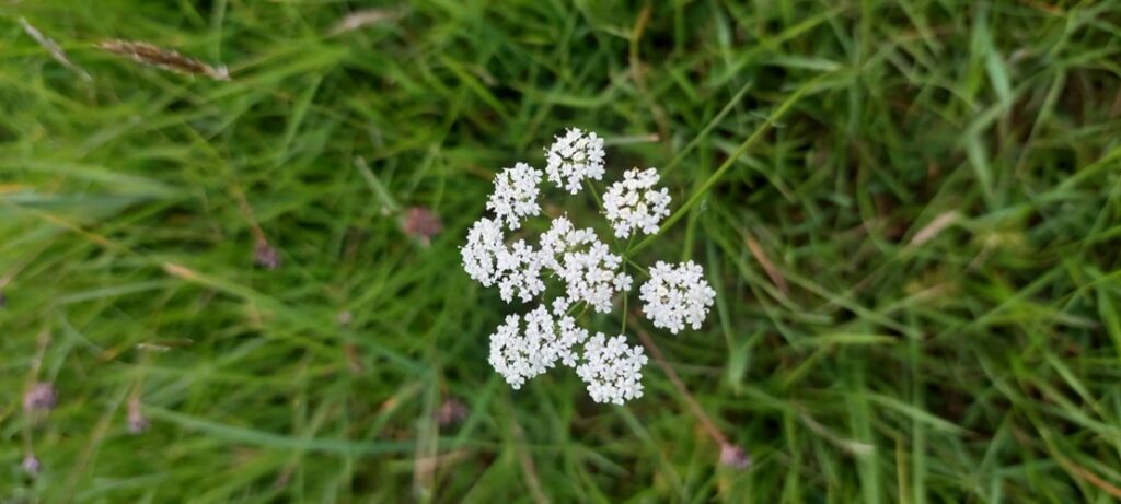 Little Middop Farm Conservation